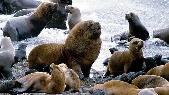 Seal Lion Colony in Pategonia